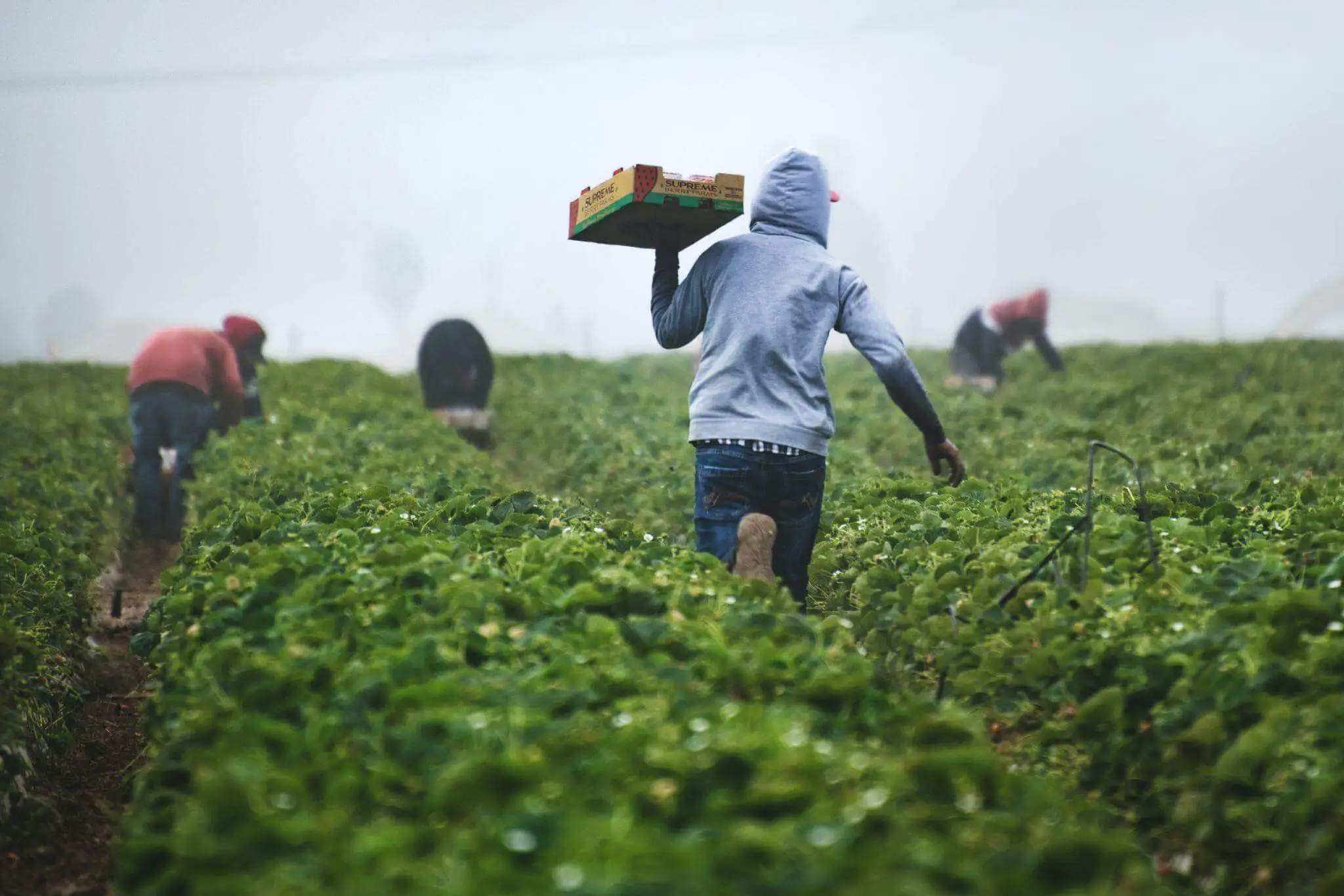 Is-Agriculture-Important-in-the-Modern-World