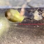 Early Warning Signs of a Rodent Invasion and the Best Approach to Handle It Rodent Invasion