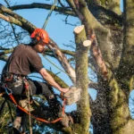 Tree Surgeon Urmston