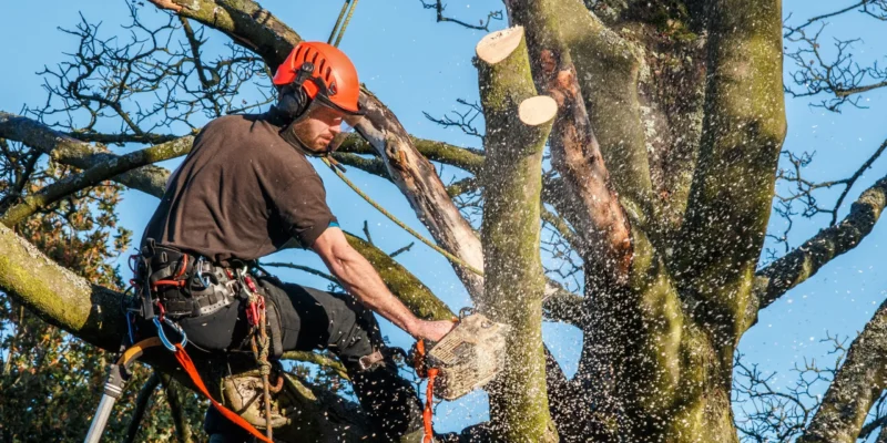 Tree Surgeon Urmston